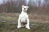 BOULEDOGUE AMERICAIN 001